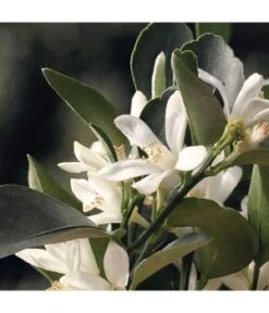 Chloé Rose Naturelle Eau De Parfum 11 Chloé Rose Naturelle Eau De Parfum -Optimal Kosmetik Geschäft 3614228842839 visual