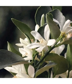 Chloé Rose Naturelle Eau De Parfum 6 Chloé Rose Naturelle Eau De Parfum – Bild 6