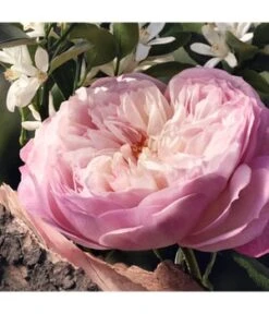 Chloé Rose Naturelle Eau De Parfum 10 Chloé Rose Naturelle Eau De Parfum -Optimal Kosmetik Geschäft 3614228842839 visual3