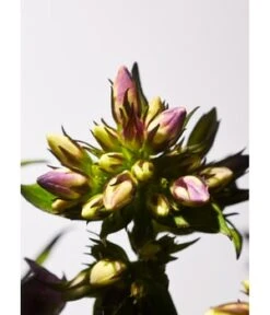 Rituals Private Collection Savage Garden Scented Candle Duftkerze -Optimal Kosmetik Geschäft 8719134161724 visual2