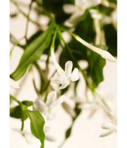 Rituals Private Collection Sweet Jasmine Fragrance Sticks Raumduft 8 Rituals Private Collection Sweet Jasmine Fragrance Sticks Raumduft -Optimal Kosmetik Geschäft 8719134162363 visual3